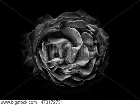 An Ongoing Series Of Black And White Photographs Of Flowers Grown In Our Backyard And In The Gardens
