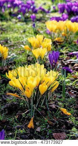 Field With Crocuses Flowers. The Crocus Flavus In Lytham, Lytham St Annes, Fylde Coast, Lancashire U