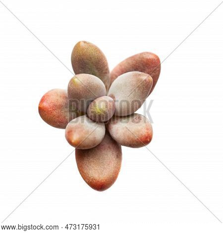 Pachyphytum Werdermannii Isolated On White. Orange Plant Rosette Top View
