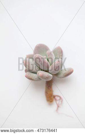 Pachyphytum Or Pachyveria Blue Haze Plant With Roots On White, Succulent Propagation