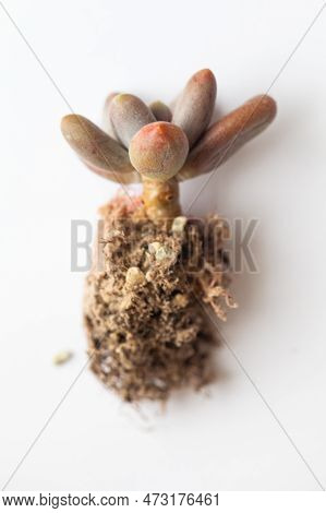 Pachyphytum Plant, Stem With Leaves And Roots On White. Succulent Flower Propagation