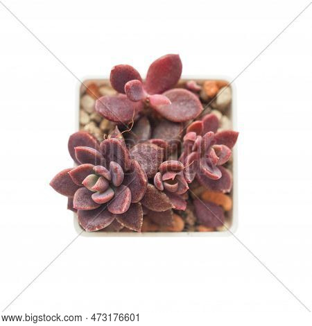 Bright Red Sinocrassula Indica Plant In Pot Closeup Isolated On White Background, Top View. Succulen