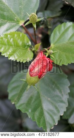 Hibiscus Rosa Sinensis Flower Buds Known As China Rose, Hawaiian Hibiscus, Rose Mallow, Shoeblack