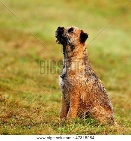 Border Terrier