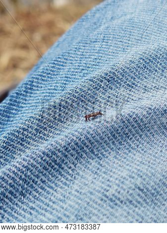 A Small Deer Tick Found On The Blue Jeans, Pant Leg Of A Man.