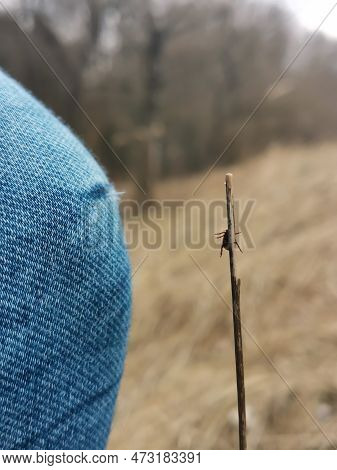 A Deer Ticks Trying To Get On The Blue Jeans, Pant Leg Of A Man.
