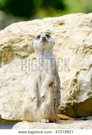 Alerte Meercat