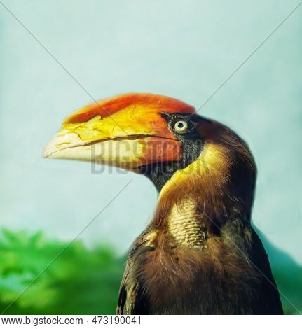 The Head Of The Fiery Gomrai Bird (lat. Buceros Hydrocorax) Sitting On A Branch On A Blue Background