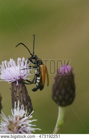 Natural Closeup On A Tawny Longhorn Beetle, Corymbia Fulva On The Purple Thistle Flower
