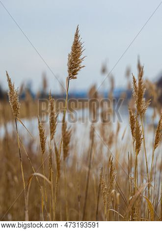 Reeds On The Bank Of A Frozen River In Front Of Small Town