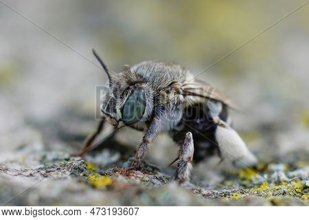 Detailed Closeup On A Mediterranean White Cheeked Blue Banded Digger Bee, Amegilla Albigena Sitting 