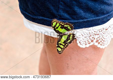 Siproeta Stelenes Butterfly Malachite Butterfly, Lepidopteron. Camouflaged, In A Butterfly Farm