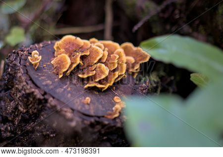 Close Up Of Mushrooms In A Green Enchanted Forest With A Moss.