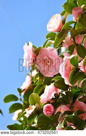 Camellia Japonica Pink Flowers. Theaceae Evergreen Tree. Blooms From February To April.