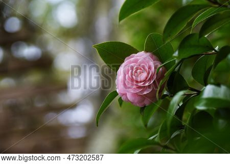 Camellia Japonica Pink Flowers. Theaceae Evergreen Tree. Blooms From February To April.