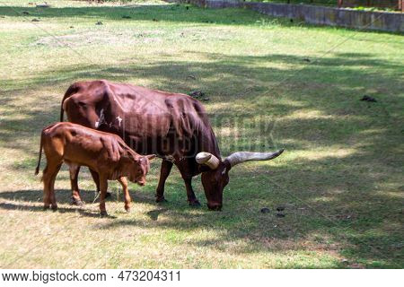 A Brown Cow Ankole With A Large Horn Is Eating Grass. High Quality Photo
