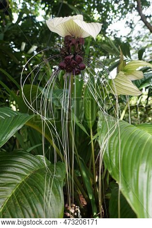 Close Up Of The Unique And Long Haired Flower Of Sauropus Spatulifolius, Also Known As Dragon's Tong