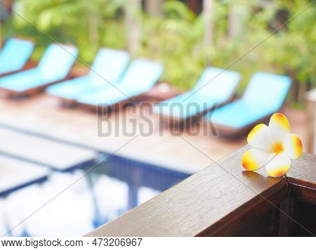 Close Up White Frangipani Flowers On Wood Over Blurry Swimming Poool Background. Happy Summer Holida