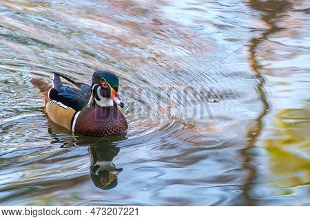 Wood Duck On The Surface Of The Water In Audubon Park