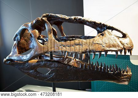 A Massive Giganotosaurus Dinosaur Skull On Display
