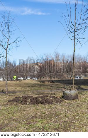 New Large Tree Plant Near A Dug Hole Before Planting, Urban Tree Planting And Landscaping, Ecologica