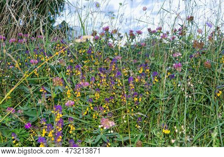 Mariannik Dubravny (ivan-da-marya) Is An Annual Herbaceous Plant, A Species Of The Genus Mariannik O