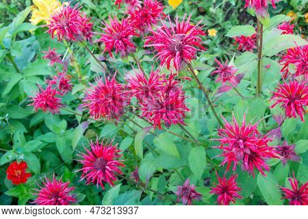 Flowers. A Beautiful Monard Bloomed In The Garden.