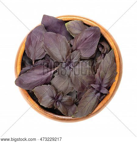 Red Rubin Basil Basil Leaves, In A Wooden Bowl. Fresh Ocimum Basilicum Purpurascens, A Variation Of 