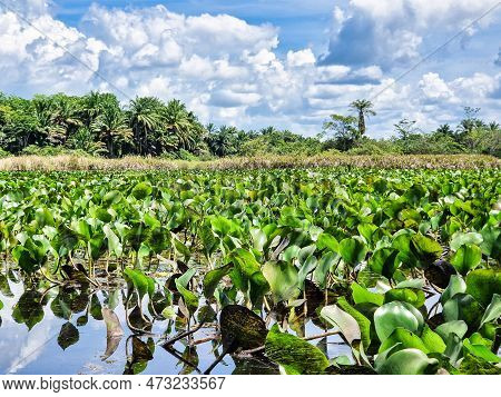 Canoe Tour On The Pantanal Marimbus, Waters Of Many Rivers And Abundant Vegetation, In Andarai, Bahi