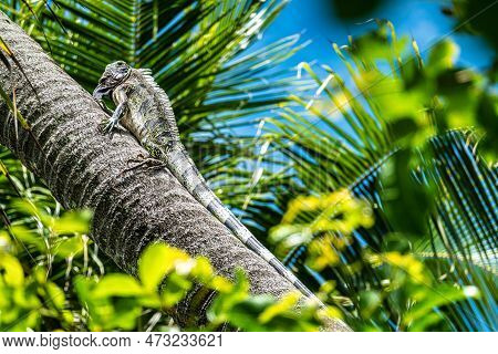 Green Iguana Sitting On A Palm Tree At Imbassai, Bahia, Brazil.. Wild Animal Looking Like Small Drag