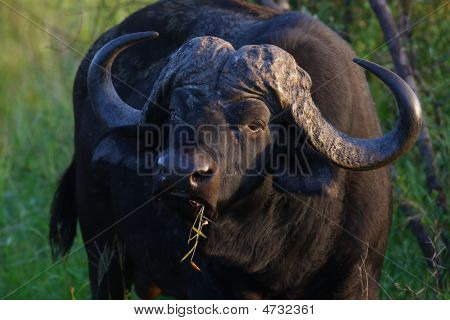 Buvol africký