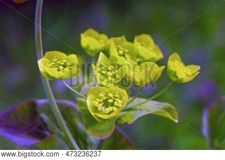 Bupleurum Aureum Close Up On A Blurred Background Close-up.