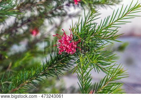 Grevillea Juniperina Branch With Green Prickly Leaves And Red-pink Flowers On A Blurred Background, 