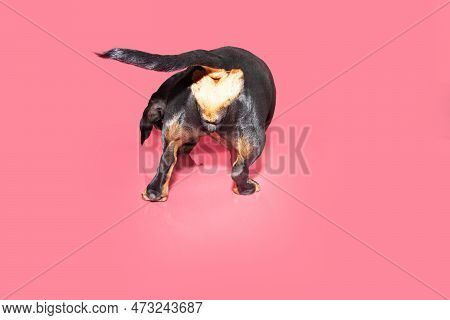 Dog Love. Dachshund Puppy Backwards With A Heart On Rear. Isolated On Pink Background. Valentin'es D