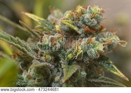 Blooming Cannabis Bud Detail. Pineapple Chunk Strain.