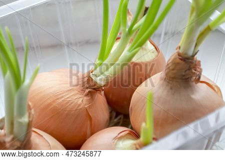 Green Onions Ripen On The Windowsill. Growing Green Onions At Home. Greens On The Windowsill - Healt