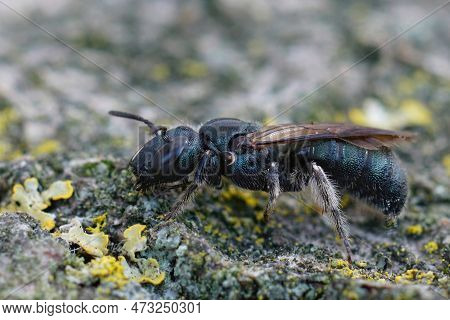 Detailed Closeup On A Mediterranean Metallic Blue Colored Small Carpenter Bee, Ceratina Chalcites