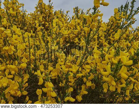 Bright Yellow Gorse, Also Furze, Ulex Europaeus, In Full Bloom, Widly Spread All Over England, Scotl