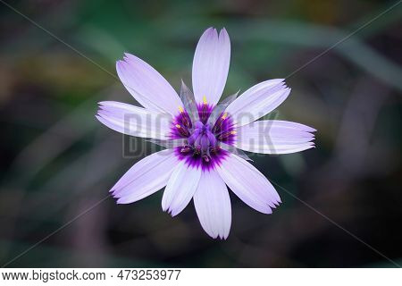 Natural Soft Closeup On The Colorful Blue-purple Cupid's Dart Flower, Catananche Caerulea