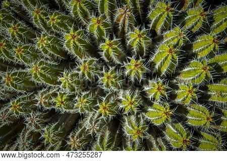 Directly Above Shot And View On The Needles And Spikes Of Plant Euphorbia Echinus