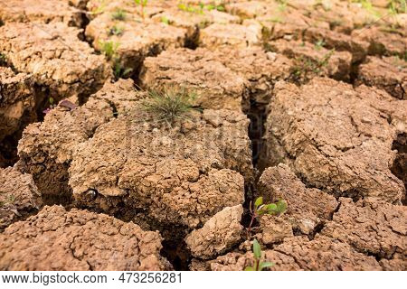 Dry And Cracked Ground With Sparse Vegetation