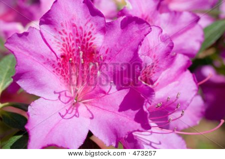 Azaleas