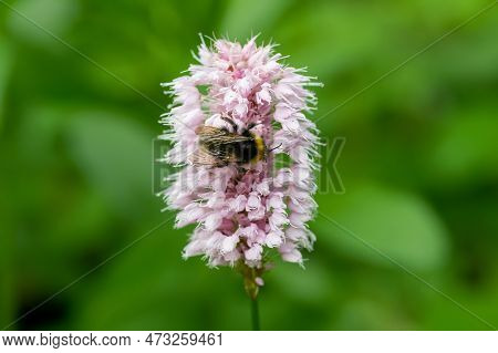 Macro Shot Of A Bumblebee Pollinating A  Common Bistort (bistorta Officinalis) Flower In Bloom
