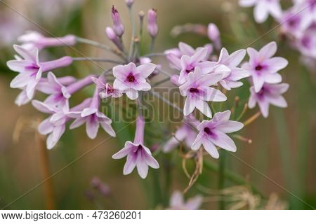 Society Garlic (tulbaghia Violacea) Flowers