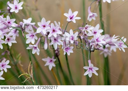 Society Garlic (tulbaghia Violacea) Flowers