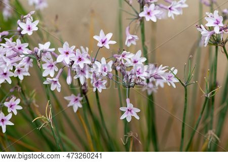 Society Garlic (tulbaghia Violacea) Flowers