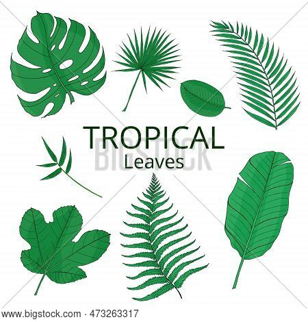 Tropical Leaves Green Color Set With Banana, Mostera, Palm. Hand Drawn Vector Isolated Elements For 