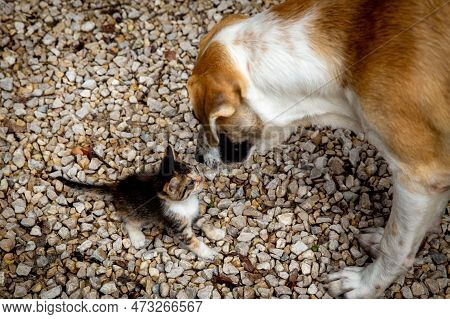 Cute Dog And Kitten Sniffing Each Other