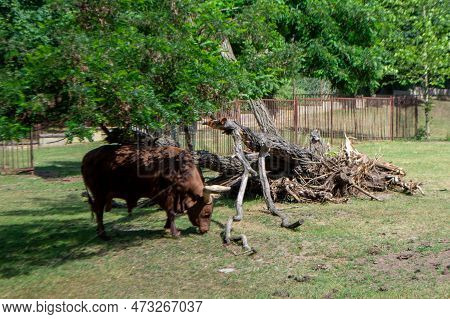 A Brown Cow Ankole With A Large Horn Is Eating Grass. High Quality Photo