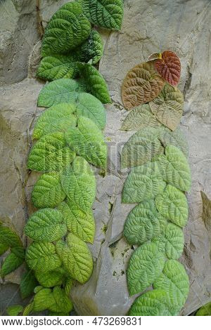 Close Up Of Ficus Villosa Plants Climbing The Rocks